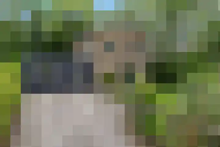 Labadistendyk 9 Wiuwert thumbnail 43