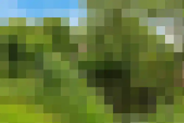 Labadistendyk 9 Wiuwert thumbnail 48
