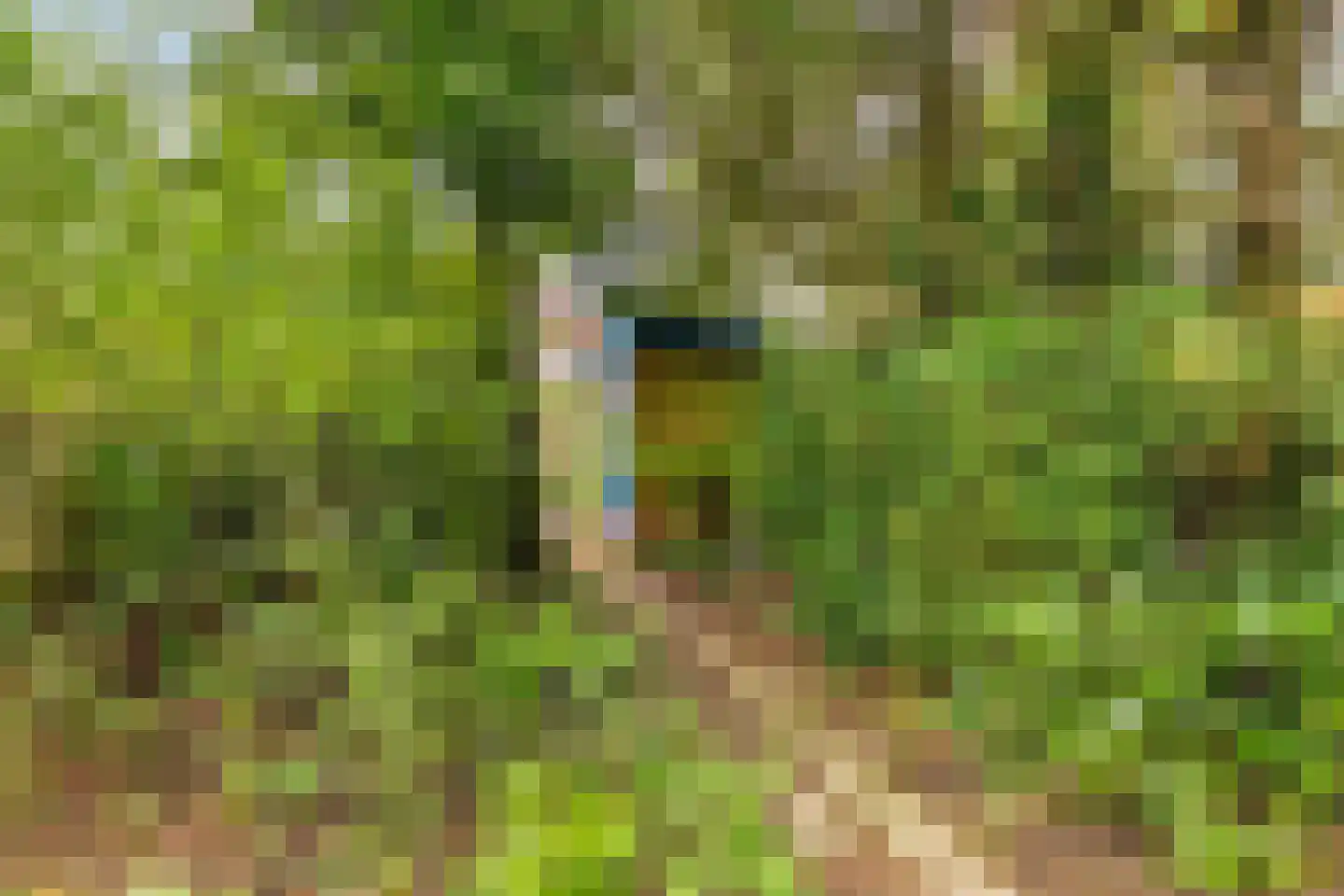 Labriehof 13 Dieren thumbnail 33