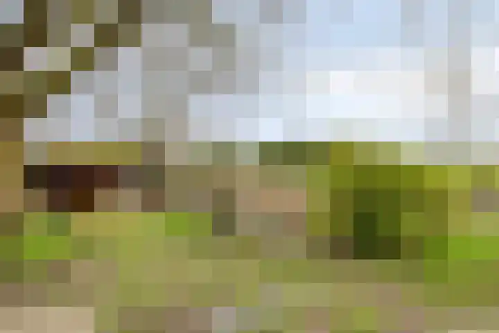 Lactariaweg 30 Stevensbeek thumbnail 58