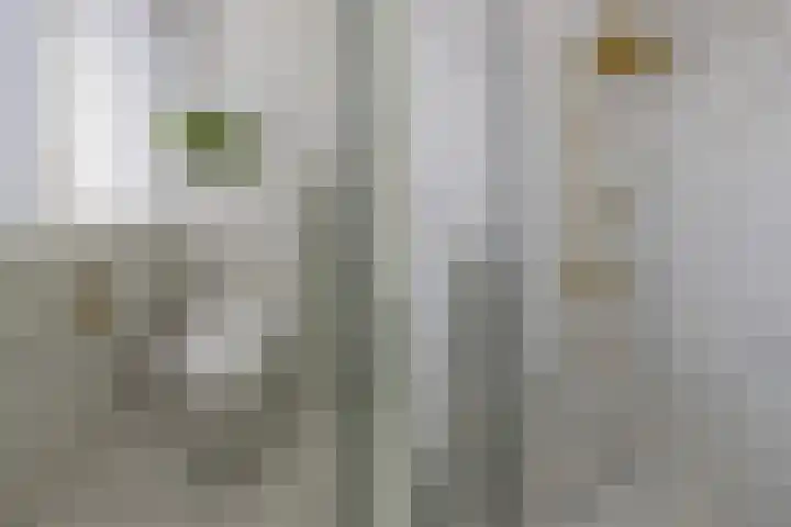Ladderbeekstraat 114 Velsen-Noord thumbnail 5
