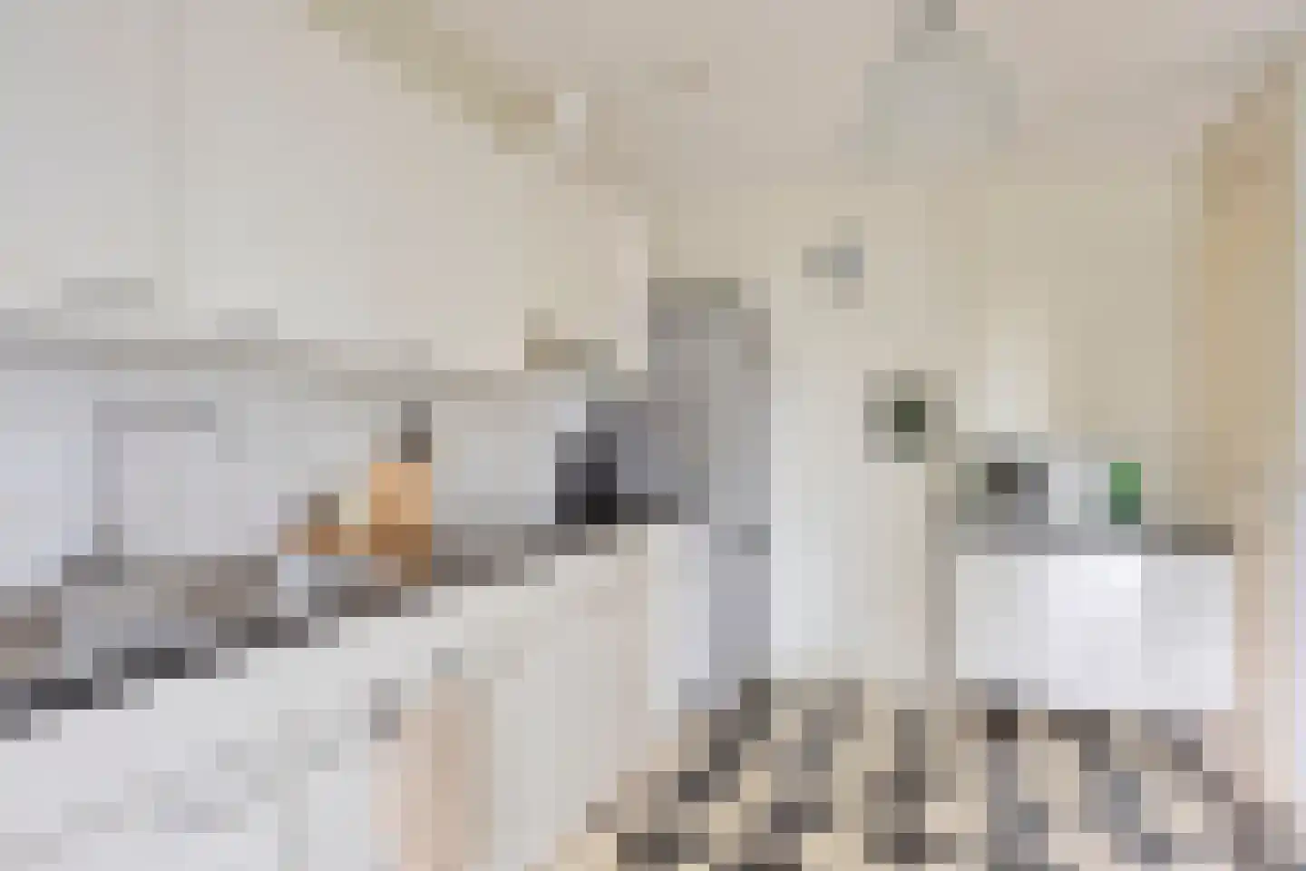 Ladogameerhof 21 Amsterdam thumbnail 13