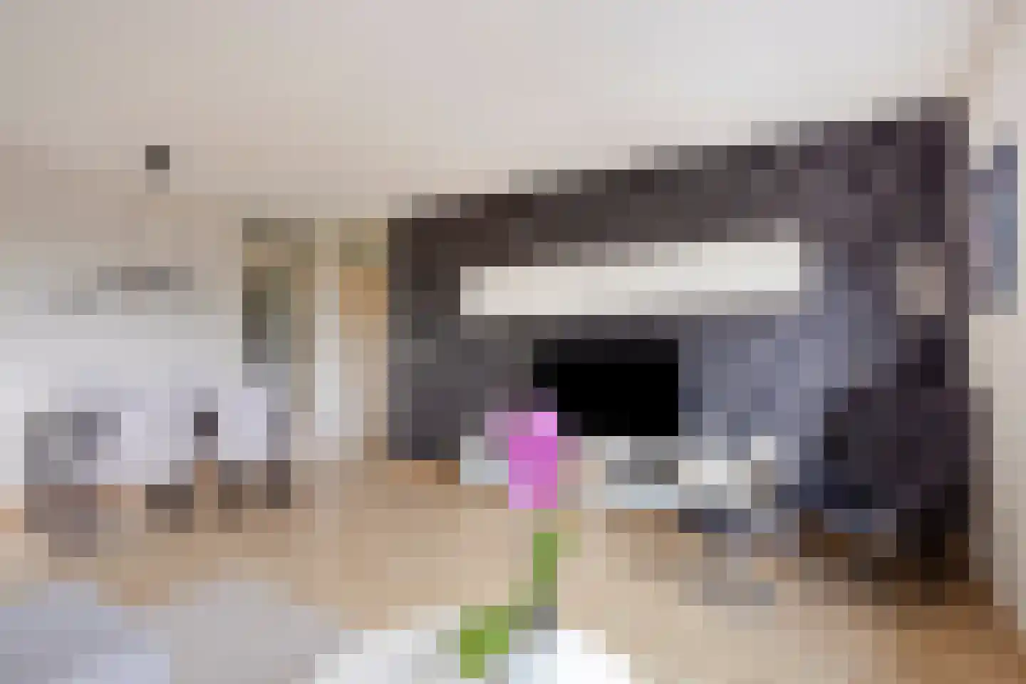 Ladogameerhof 21 Amsterdam thumbnail 9