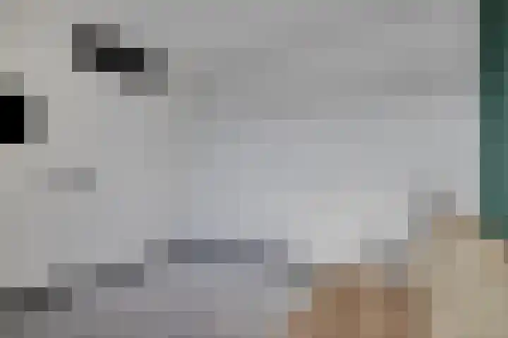 Ladogameerhof 23 Amsterdam thumbnail 12