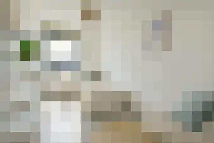Ladogameerhof 34 Amsterdam thumbnail 12