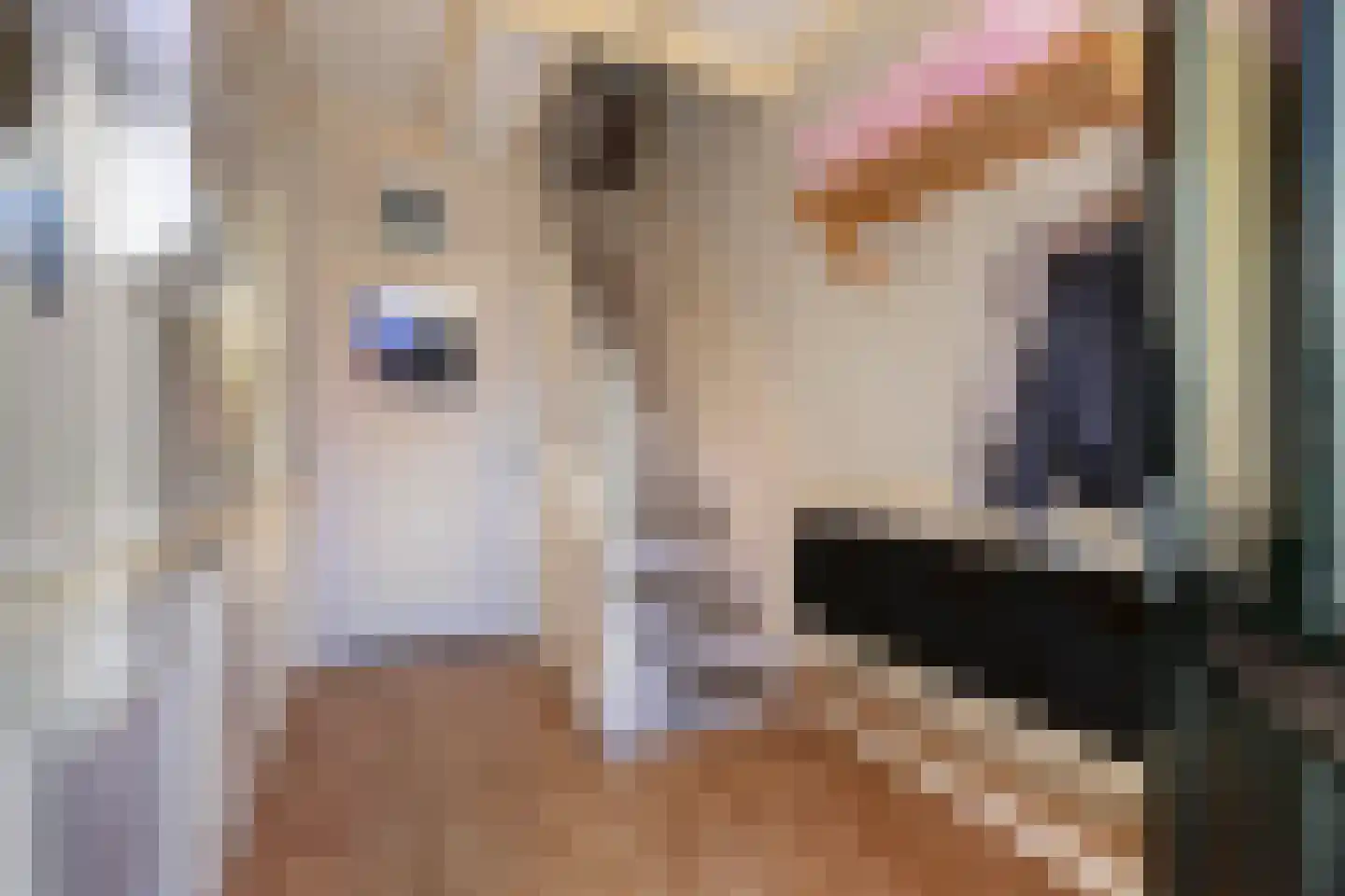 Laene 19 Franeker thumbnail 4