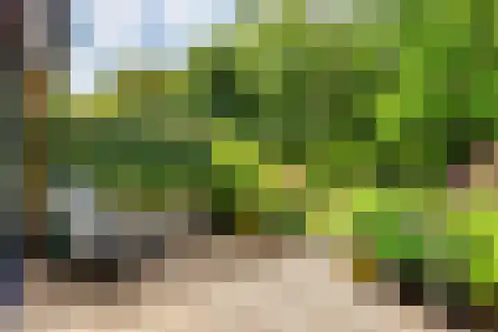 Lage Bos 31 IJmuiden thumbnail 32