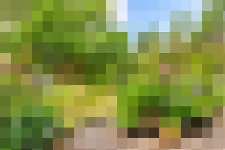 Lage Bos 31 IJmuiden thumbnail 34