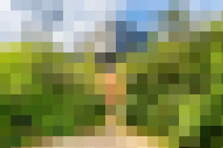 Lage Bos 31 IJmuiden thumbnail 8