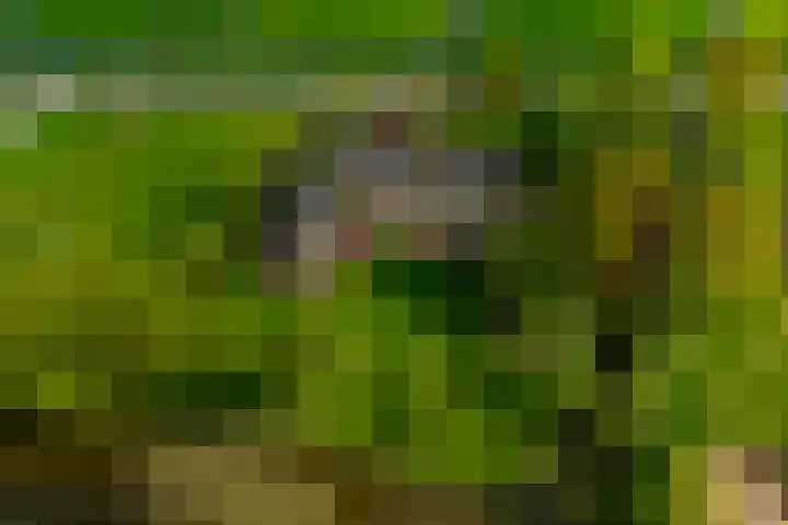 Lage Giessen 19 Hoornaar thumbnail 30