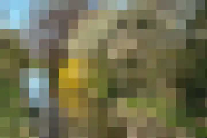Lage Giessen 19 Hoornaar thumbnail 43