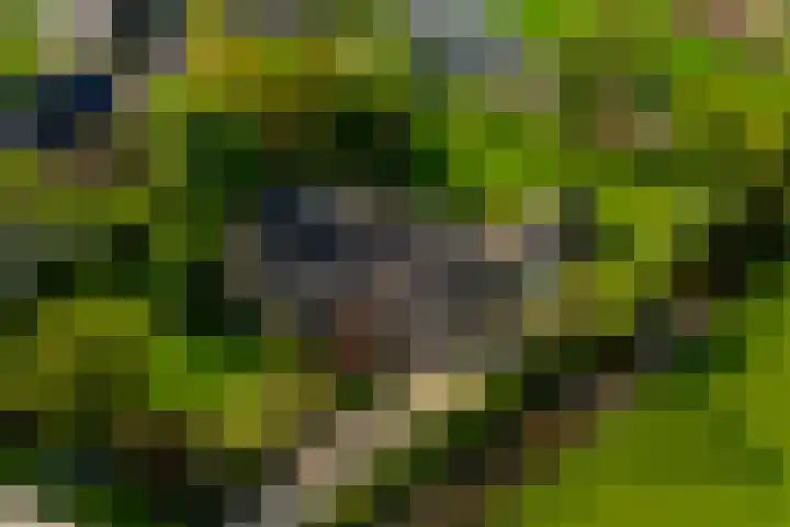 Lage Giessen 19 Hoornaar thumbnail 45