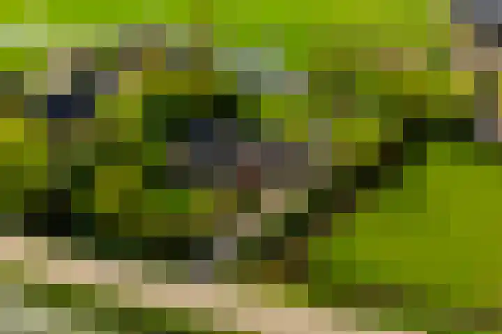 Lage Giessen 19 Hoornaar thumbnail 46