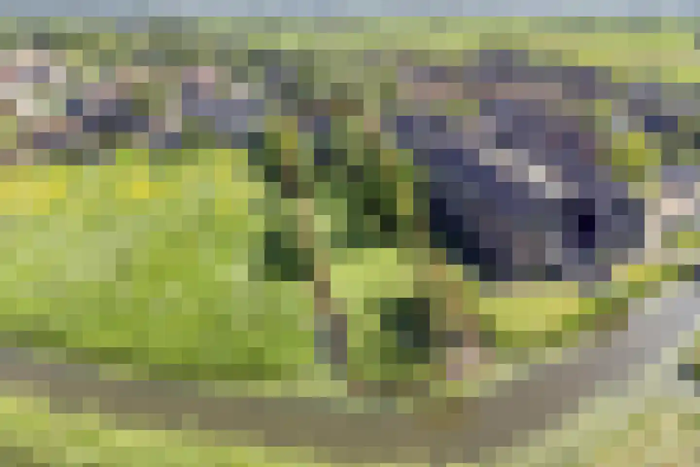 Lage Giessen 2 II Hoornaar thumbnail 4