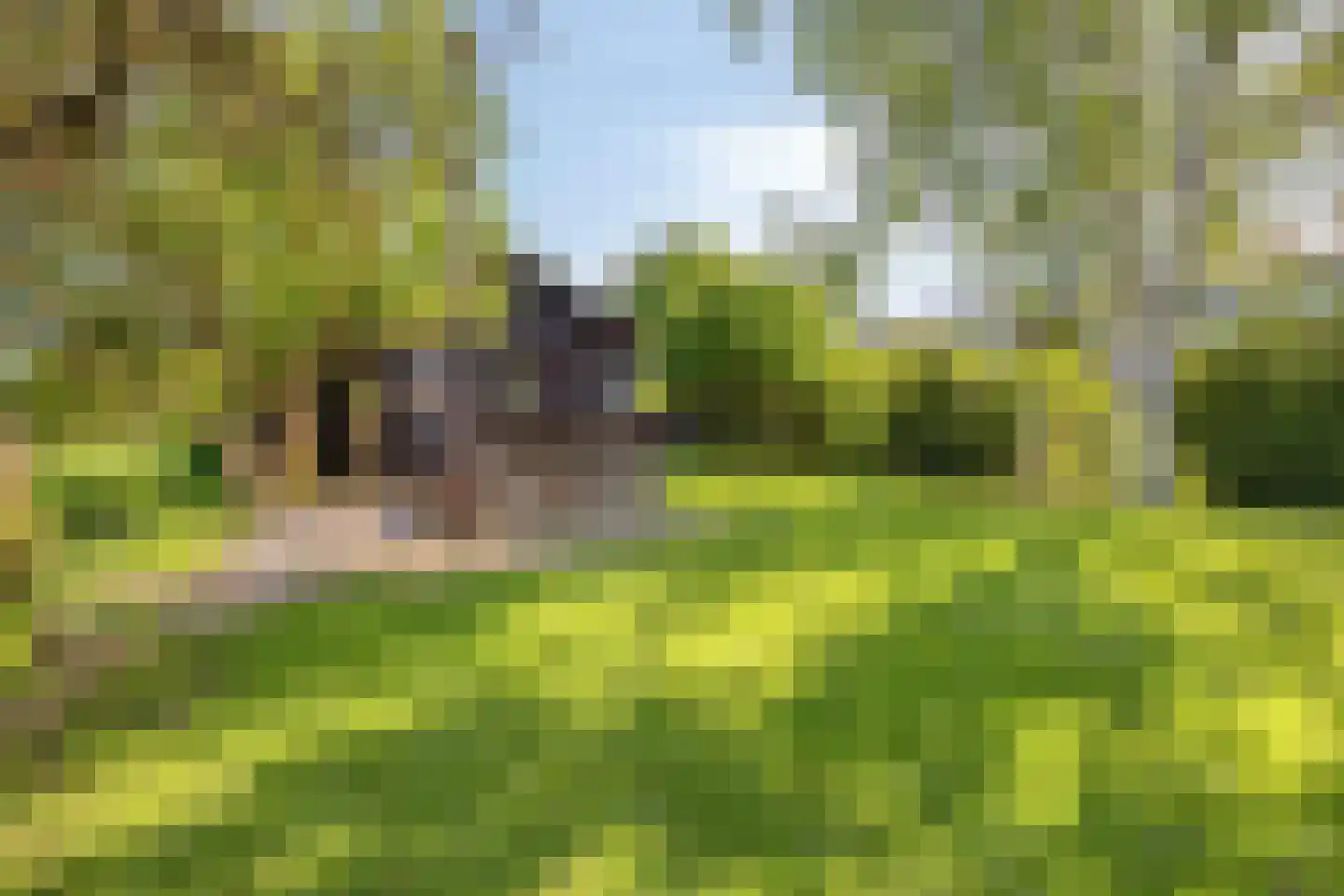 Lage Giessen 2 II Hoornaar thumbnail 44