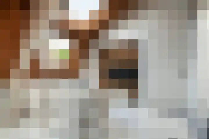 Lage Gouwe 74 b Gouda thumbnail 23