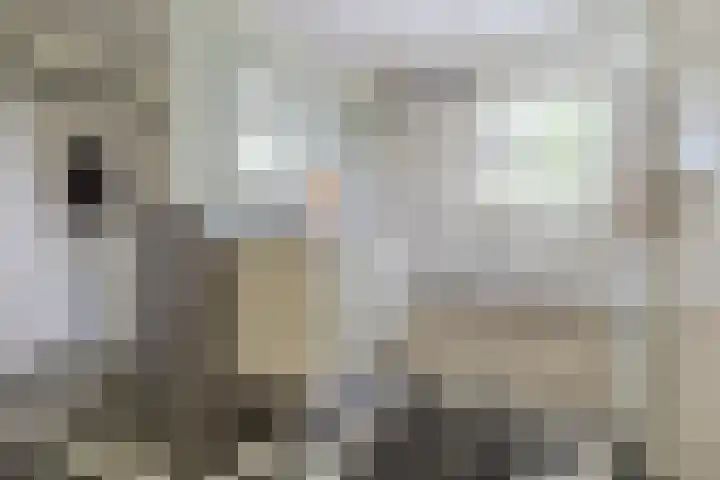 Lage Linie 9 Terheijden thumbnail 34