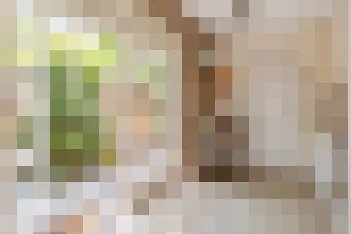 Lage Linie 9 Terheijden thumbnail 40