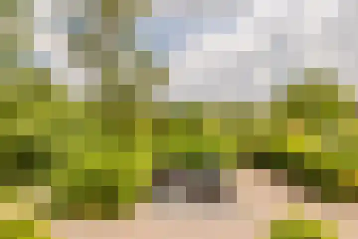 Lage Linie 9 Terheijden thumbnail 51