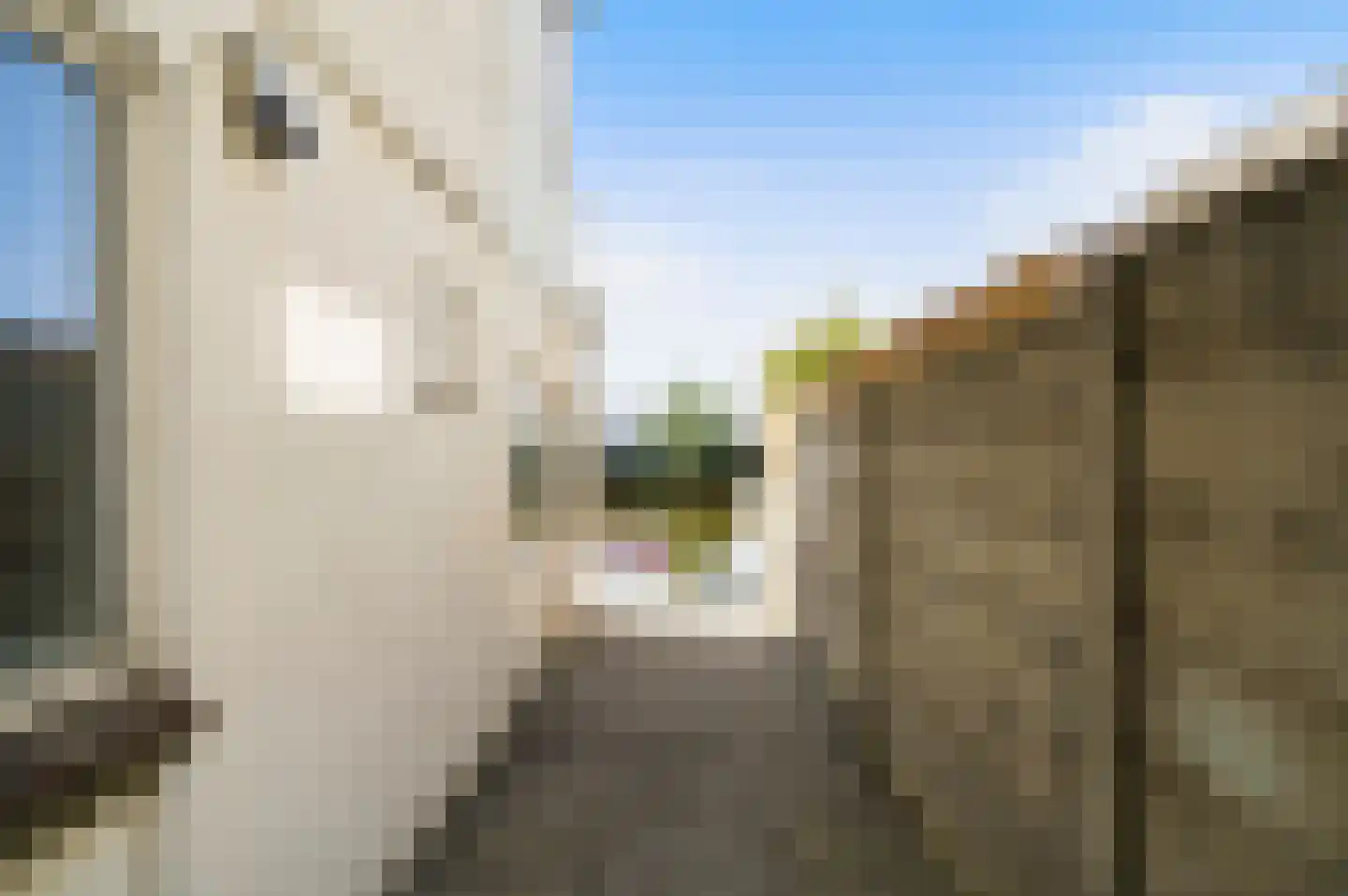 Lage Rijndijk 46 Leiden thumbnail 15