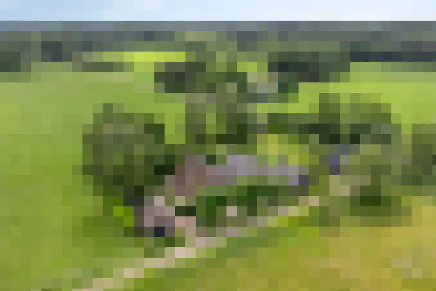 Lage Veenweg 6 Emst foto 2