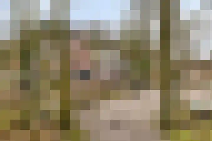 Lage Vuurscheweg 84 A Hilversum thumbnail 33