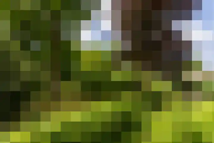Lage Weide 22 Limmen thumbnail 41