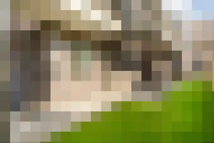 Lage weide 3 Dalfsen thumbnail 28