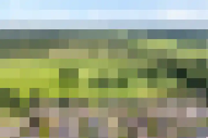 Lage weide 3 Dalfsen thumbnail 36