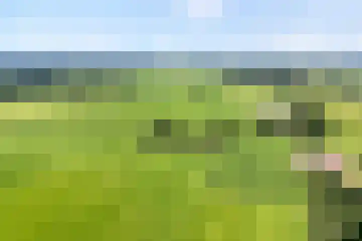Lage weide 3 Dalfsen thumbnail 37