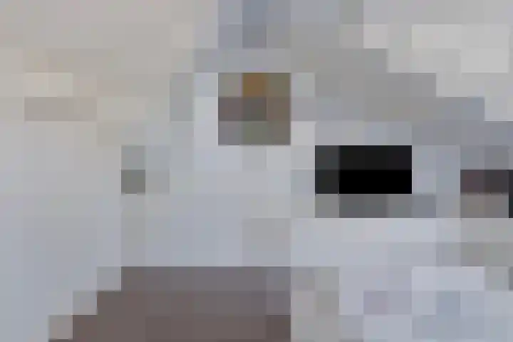 Lage Witsiebaan 242 Tilburg thumbnail 29