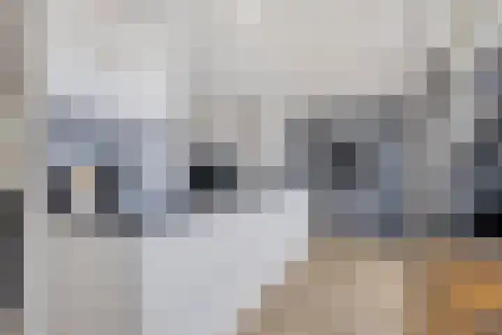 Lage Witsiebaan 67 Tilburg thumbnail 4