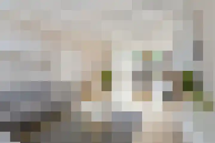 Lage Witsiebaan 90 Tilburg thumbnail 9