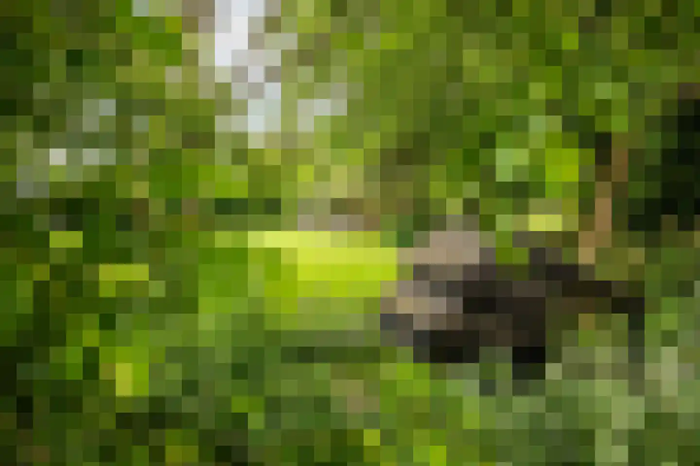 Lagecampseweg 4 Ochten thumbnail 64