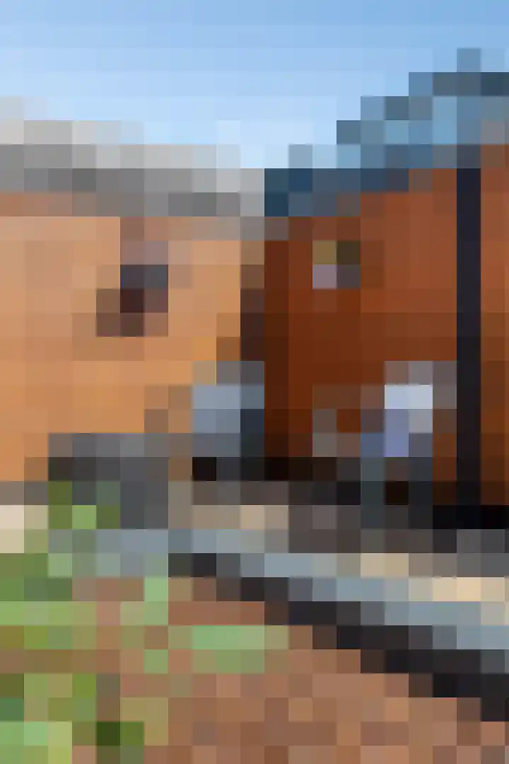 Lagekamp 6 Wapenveld thumbnail 32
