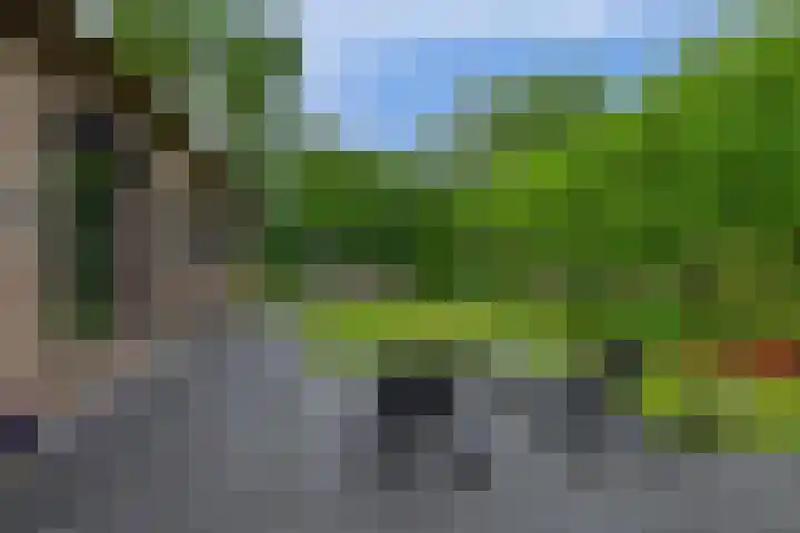 Lagestede 17 Zegge thumbnail 31