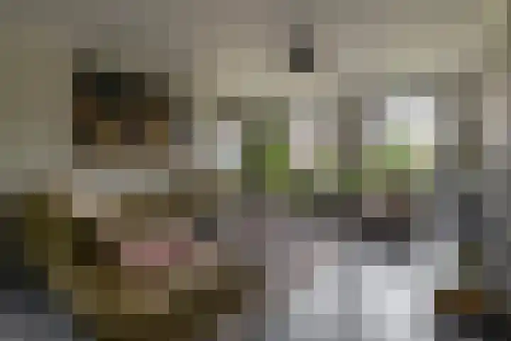 Lagestede 17 Zegge thumbnail 9