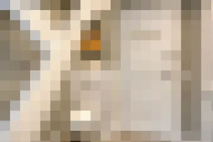 Lagestraat 1 Dieren thumbnail 41