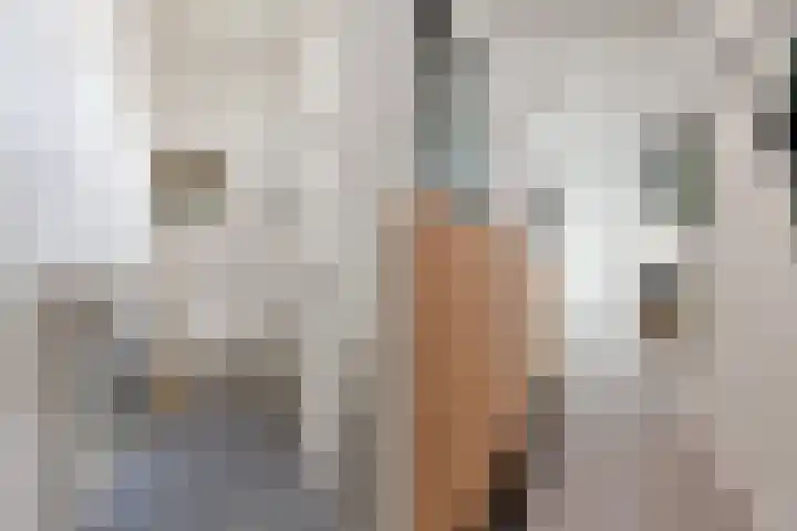 Lagestraat 7 Dieren thumbnail 19