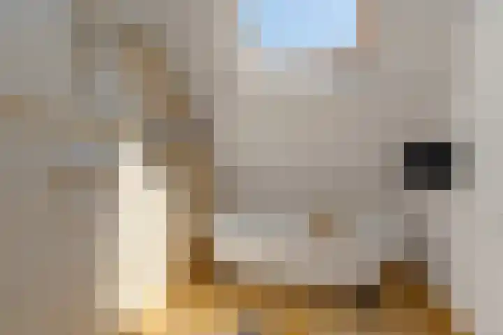 Lagestraat 7 Dieren thumbnail 30