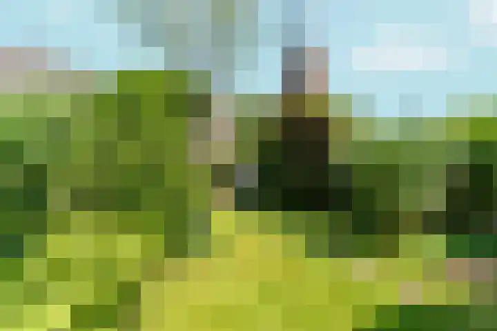 Lagestraat 7 Dieren thumbnail 42