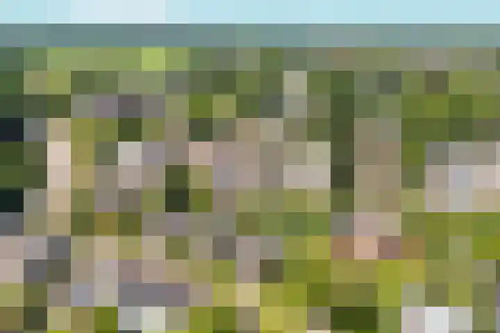 Lagestraat 7 Dieren thumbnail 57
