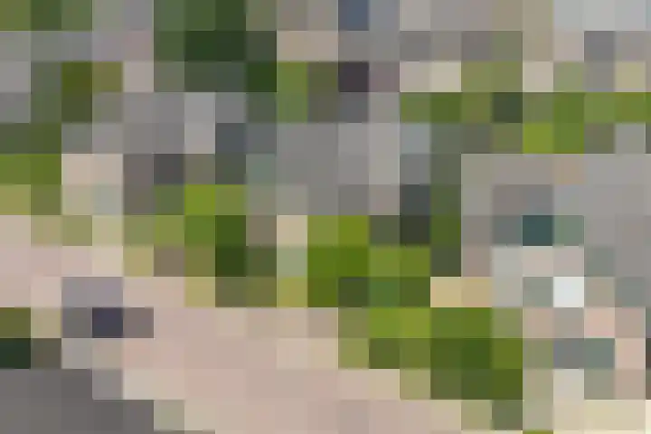 Lagestraat 7 Dieren thumbnail 58