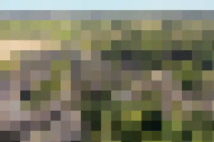 Lagestraat 7 Dieren thumbnail 64
