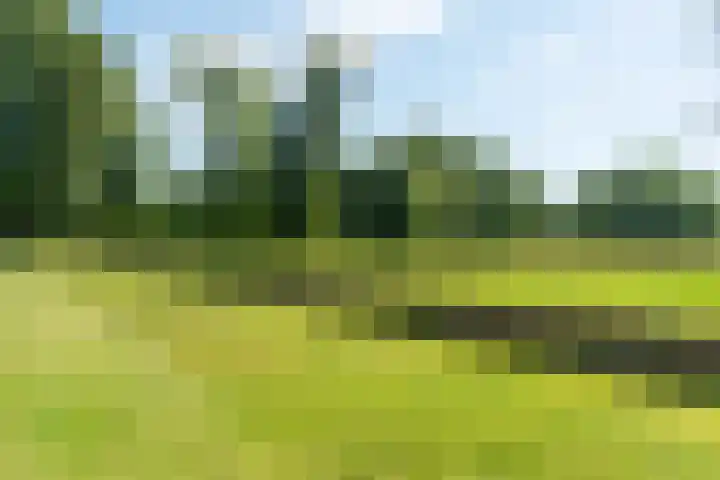 Lagestraat 7 Dieren thumbnail 69