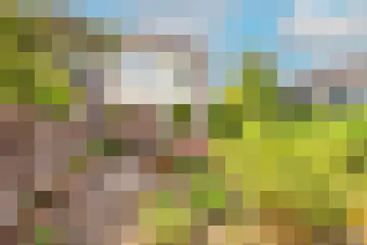 Lageweijdt 2 Schoorl thumbnail 5