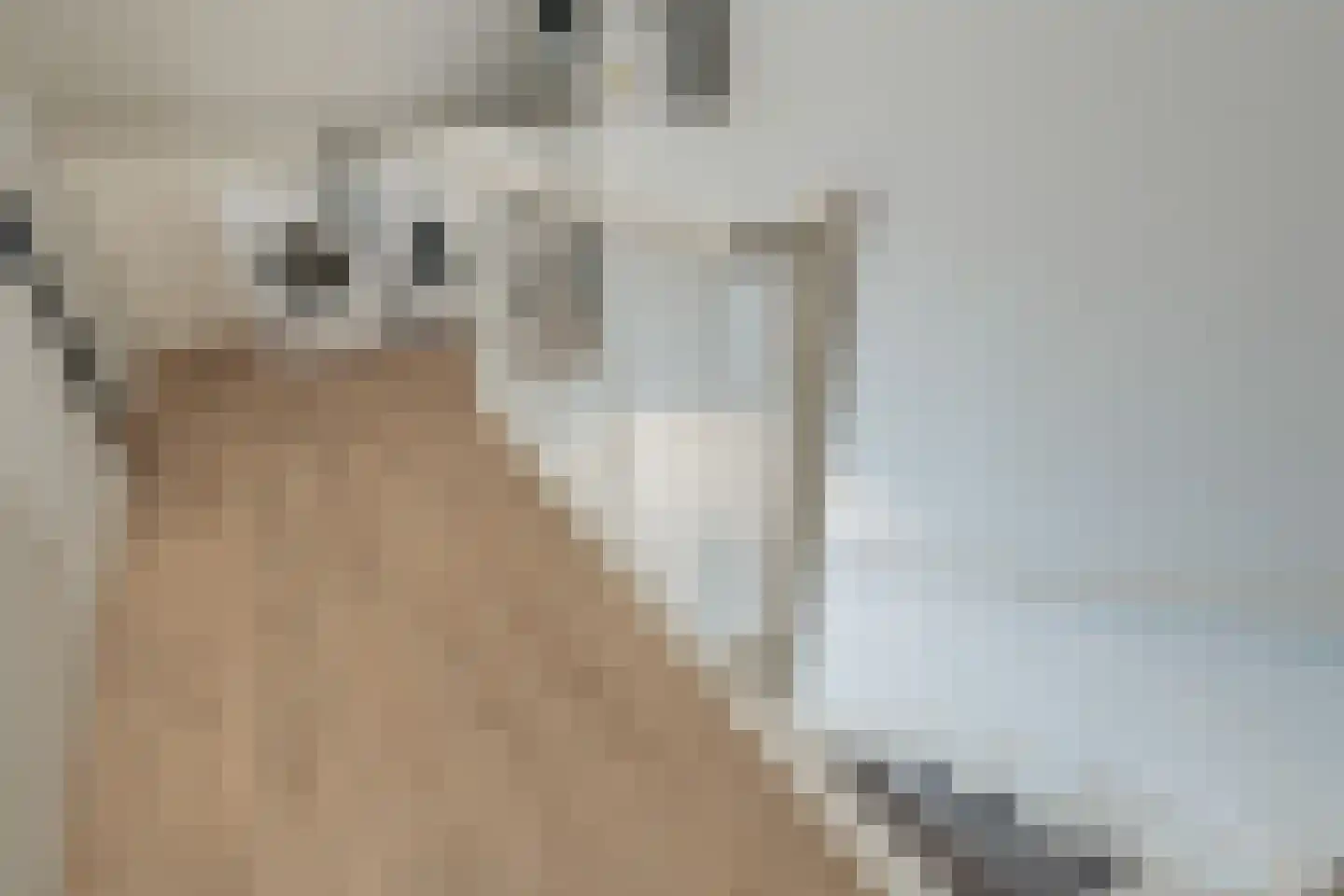 Lakensnijdersgilde 47 Hasselt thumbnail 47