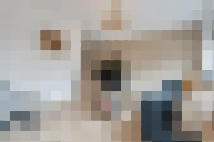 Lakensnijdersgilde 83 Hasselt thumbnail 14