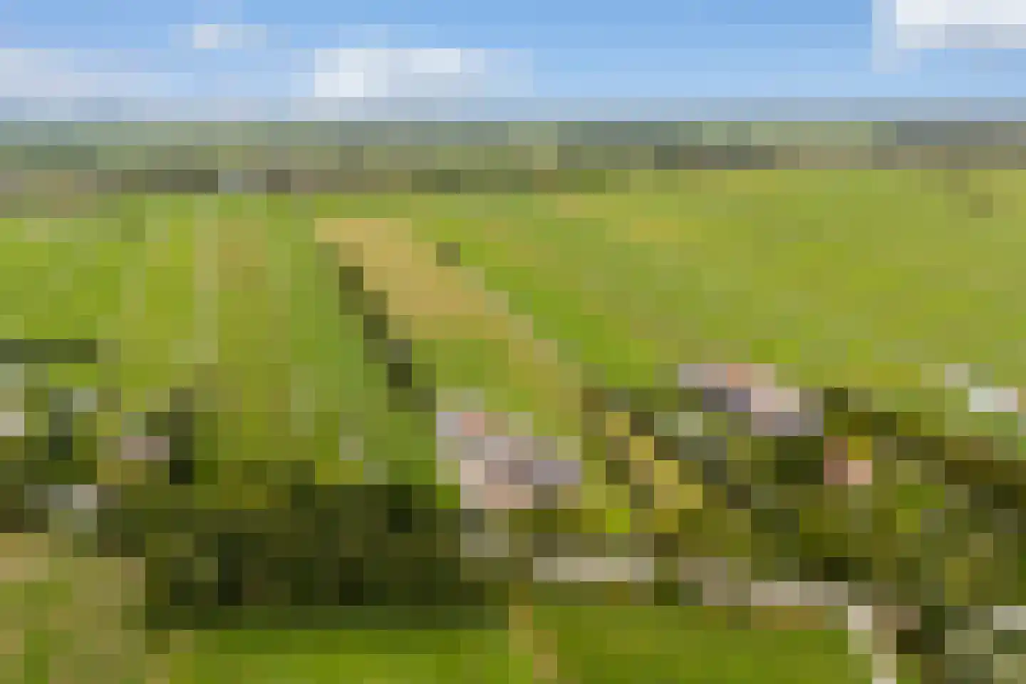 Lakerveld 183 Lexmond thumbnail 70