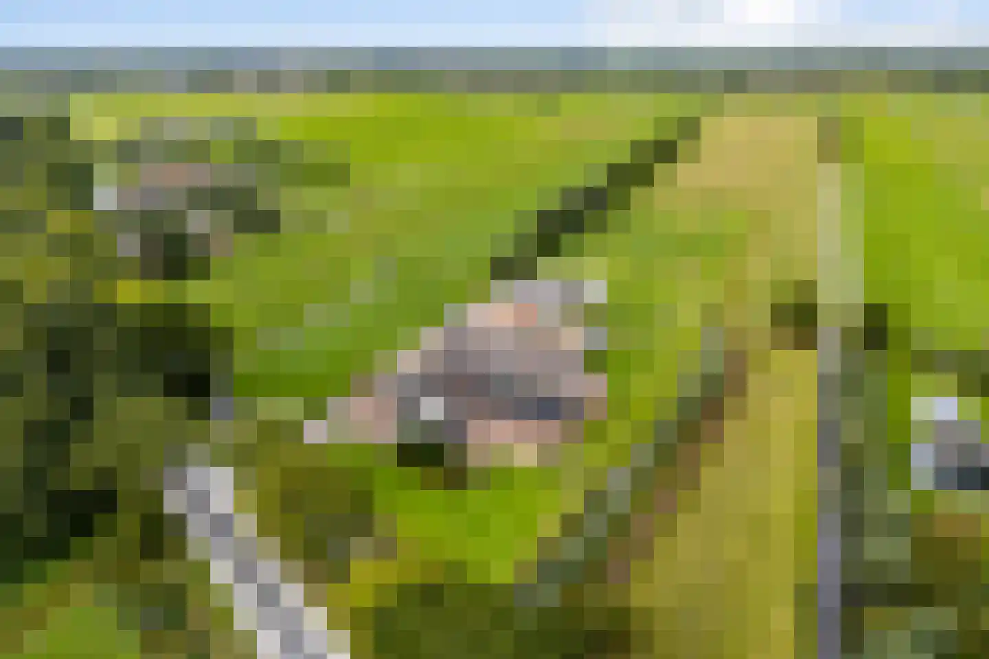 Lakerveld 183 Lexmond thumbnail 72